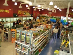 petland stores near me