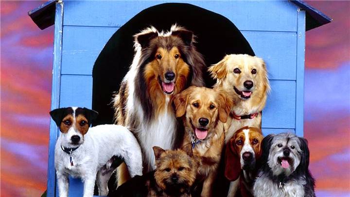 doggy day care southern suburbs