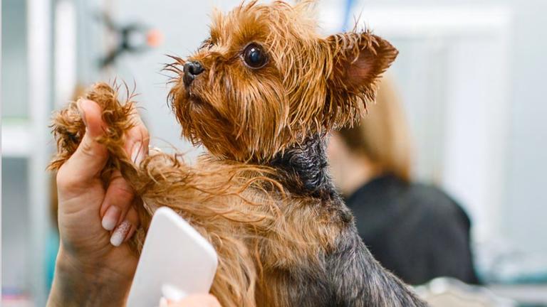 Mobile Pet Grooming – $150k Net Income – 100% Passive