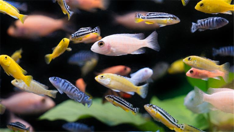 Home Based! Flexible Schedule-SBA Available-$55,000+/yr. Stable Income