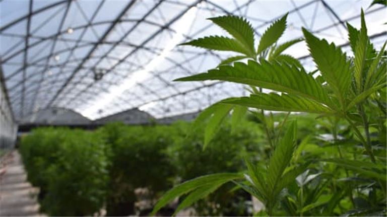 4 Acres Cannabis Outdoor Cultivation Licenses For Sale (Sonoma Valley)