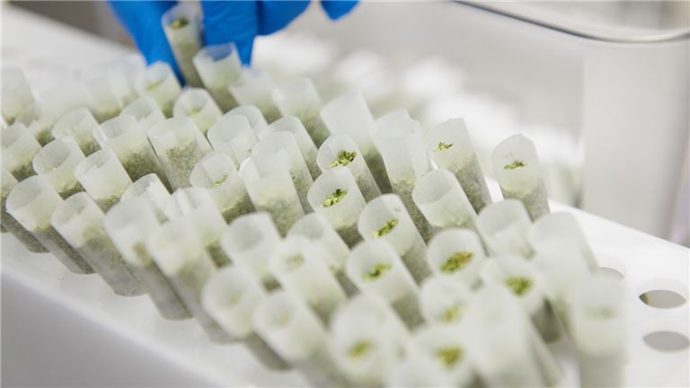 Cannabis Manufacturing Type 6 And Distribution Business For Sale