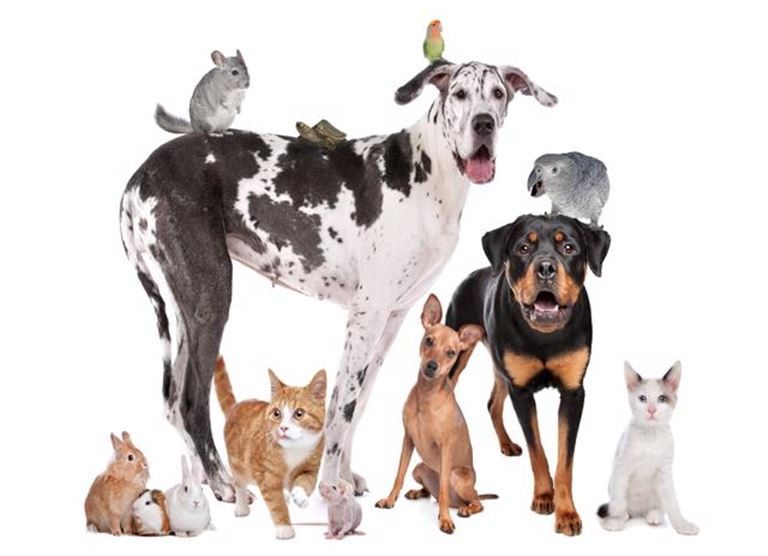 Dog Grooming and Training, some Boarding in Temecula