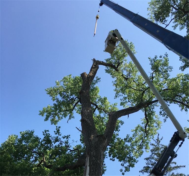 Very profitable tree services business located in OHIO For Sale in